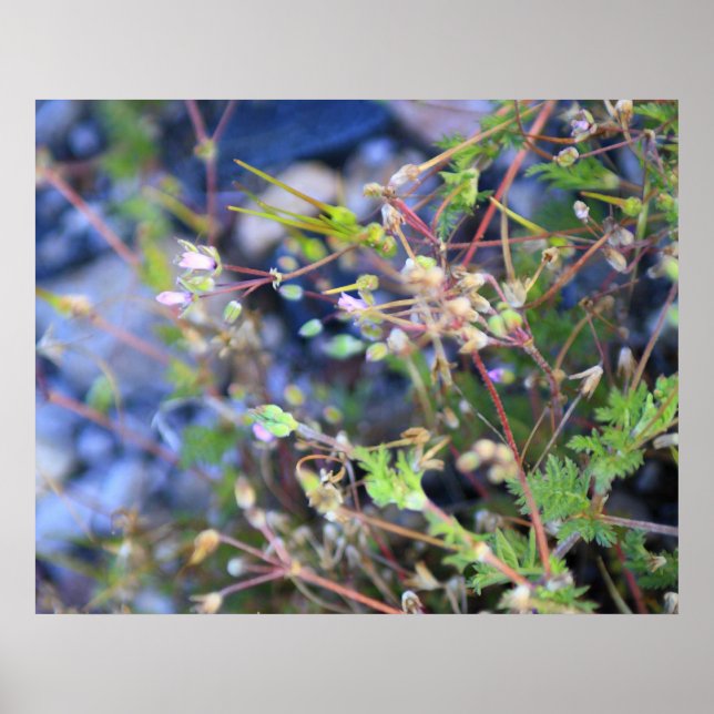 Weeds Poster (Front)