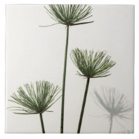 weeds