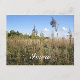 Weeds, Trees, and Sky Iowa Postcard