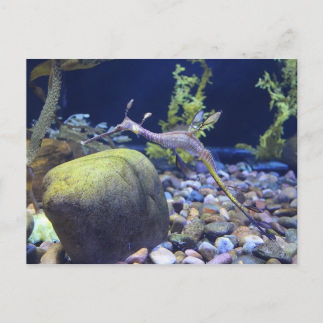 Weedy Seadragon # 2 Postcard (Front)