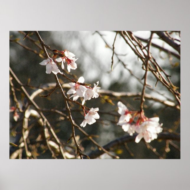 Weeping Cherry 2 Poster (Front)