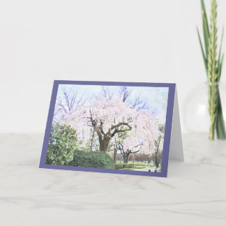 Weeping Cherry in Washington DC Card