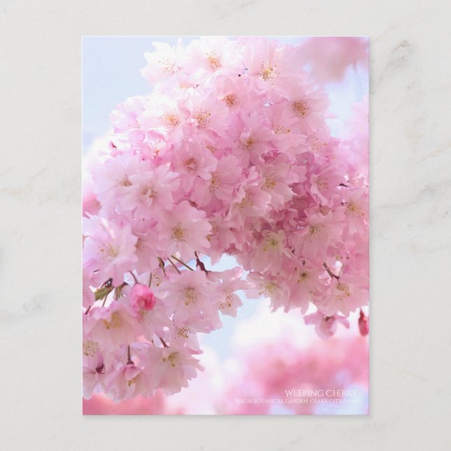 Weeping Cherry：Postcard Postcard (Front)