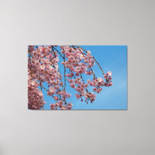 Weeping Cherry Tree Flowers Canvas Print