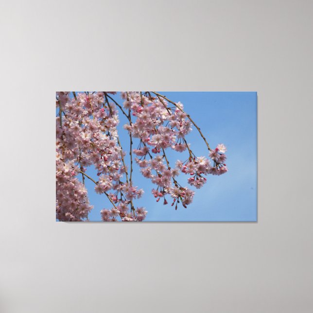 Weeping Cherry Tree Flowers Canvas Print (Front)