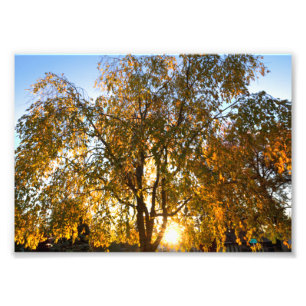 Weeping cherry tree in fall, backlit photo print