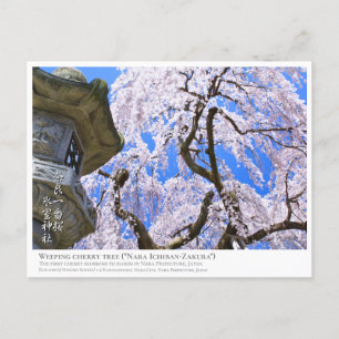 Weeping cherry tree ("Nara Ichiban-Zakura") ポストカード Postcard