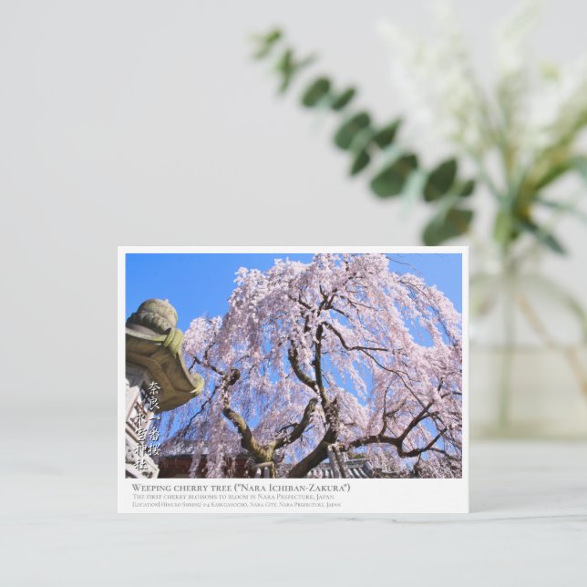 Weeping cherry tree ("Nara Ichiban-Zakura") ポストカード Postcard (Standing Front)