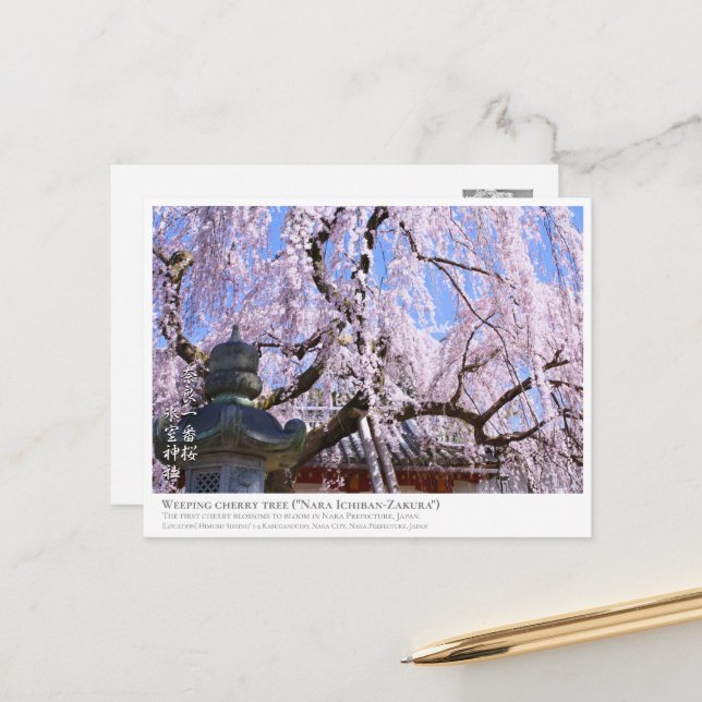 Weeping cherry tree ("Nara Ichiban-Zakura") ポストカード Postcard (Front/Back In Situ)