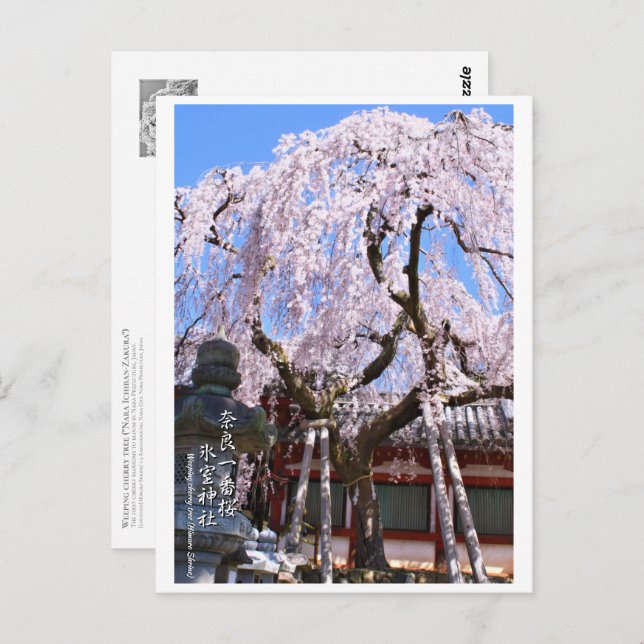 Weeping cherry tree ("Nara Ichiban-Zakura") ポストカード Postcard (Front/Back)