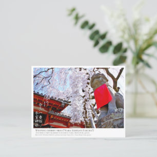 Weeping cherry tree ("Nara Ichiban-Zakura") ポストカード Postcard