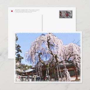 Weeping cherry tree ("Nara Ichiban-Zakura") ポストカード Postcard