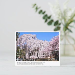 Weeping cherry tree ("Nara Ichiban-Zakura") ポストカード Postcard