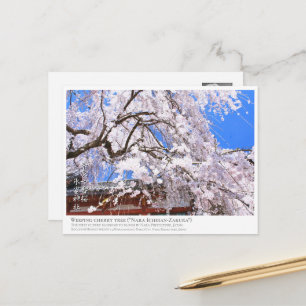 Weeping cherry tree ("Nara Ichiban-Zakura") ポス Postcard