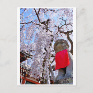 Weeping cherry tree ("Nara Ichiban-Zakura") ポス Postcard