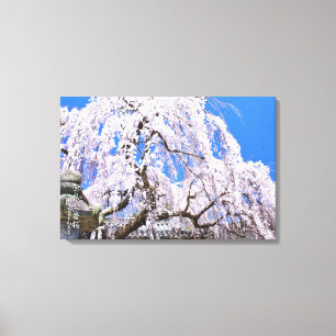 Weeping cherry tree ("Nara Ichiban-Zakura") Canvas Print