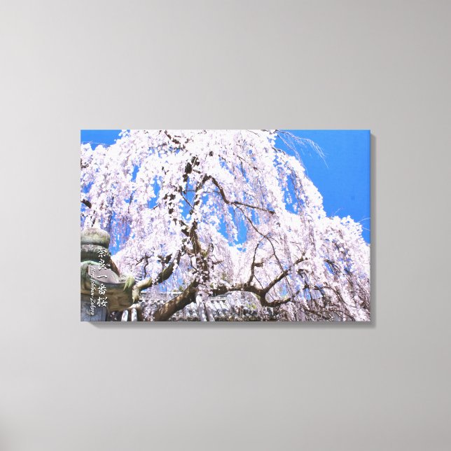 Weeping cherry tree ("Nara Ichiban-Zakura") Canvas Print (Front)