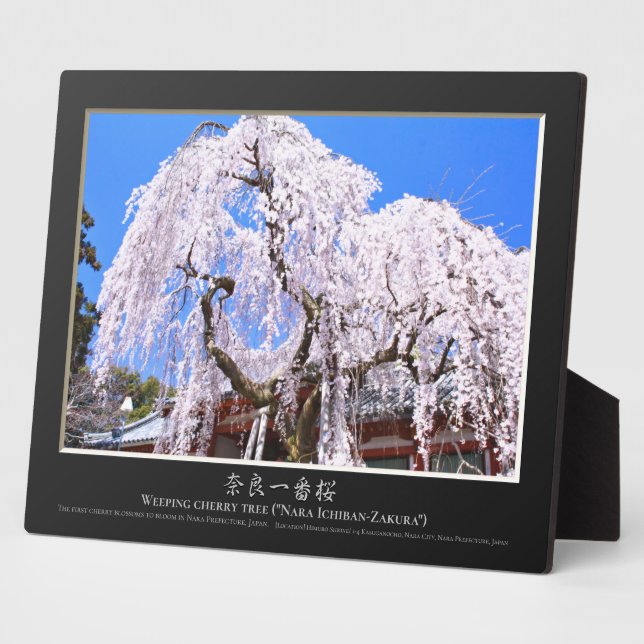 Weeping cherry tree ("Nara Ichiban-Zakura") Plaque (Side)