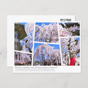 Weeping cherry tree ("Nara Ichiban-Zakura") Postcard