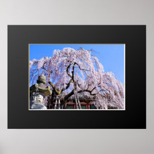 Weeping cherry tree ("Nara Ichiban-Zakura")  Poster