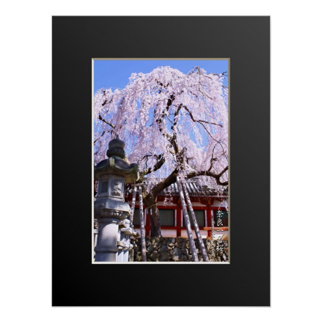 Weeping cherry tree ("Nara Ichiban-Zakura") Poster (Front)