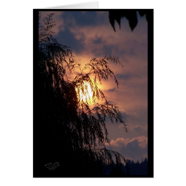Weeping Willow at Sunrise Card (Front)