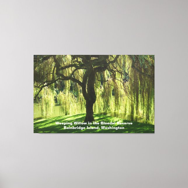 Weeping Willow Bloedel Reserve Bainbridge Island Canvas Print (Front)
