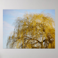 Weeping Willow Poster