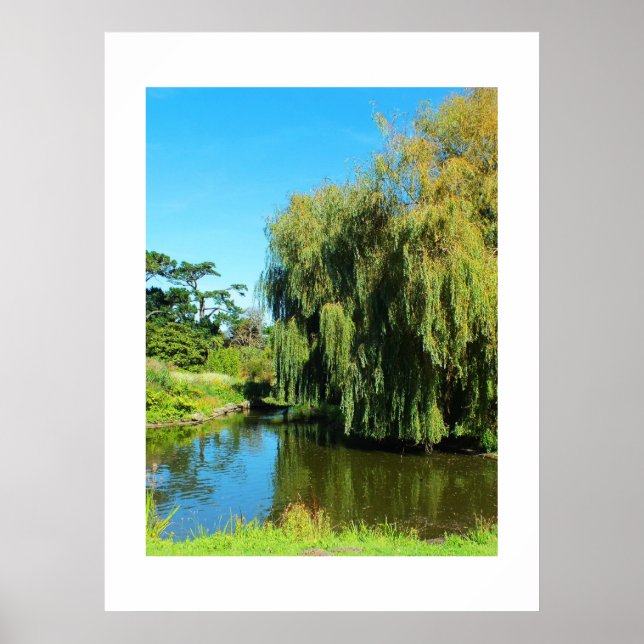 Weeping willow tree and lake poster (Front)