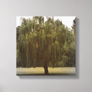 Weeping Willow Tree Canvas Print
