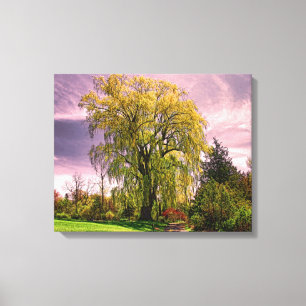 Weeping Willow Tree Canvas Print