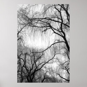Weeping Willow Trees Black and White Silhouette Poster