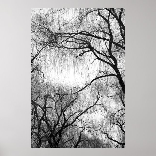 Weeping Willow Trees Black and White Silhouette Poster (Front)