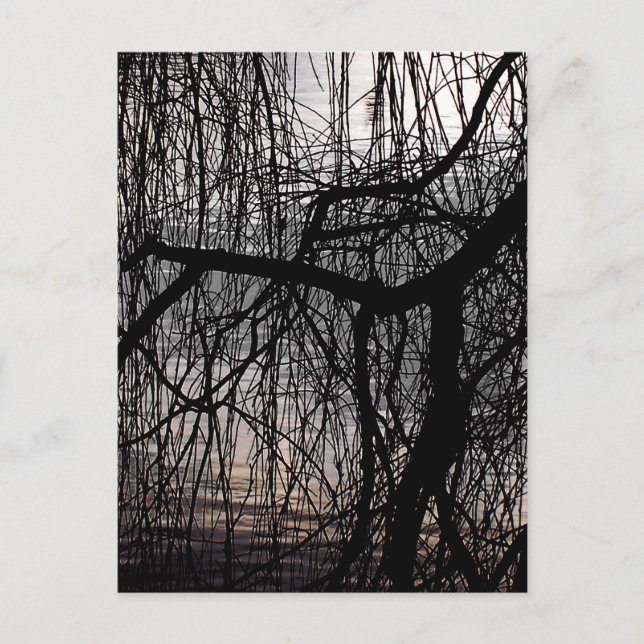 WEEPING WILLOW TREES POSTCARD (Front)