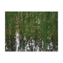 Weeping Willow with pond postcard
