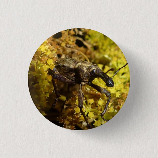 Weevil badge 1 inch round button (Front)