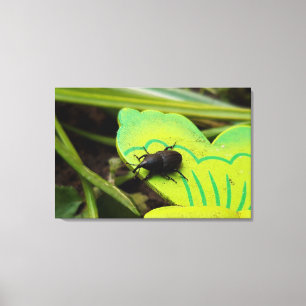 Weevil , Beetles , Curculionoidea , Bug Canvas Print