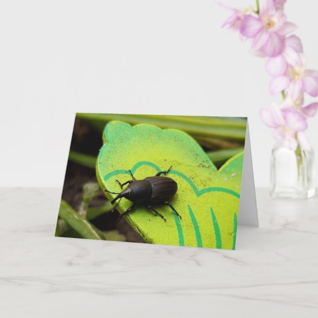 Weevil , Beetles , Curculionoidea , Bug Card (Orchid)