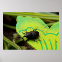 Weevil , Beetles , Curculionoidea , Bug