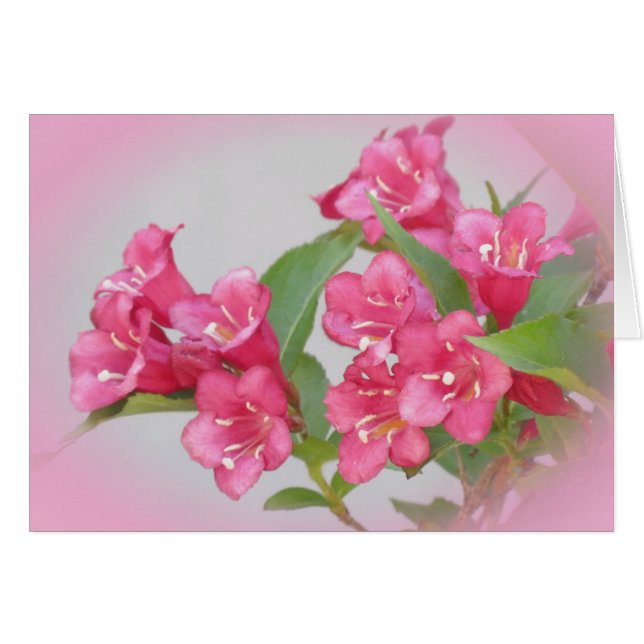 Weigela Blooms (Devant horizontal)