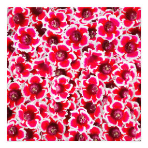 Weigela Florida Flowers Photo Print