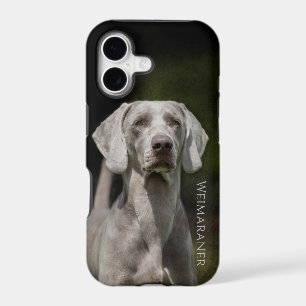 Weimaraner