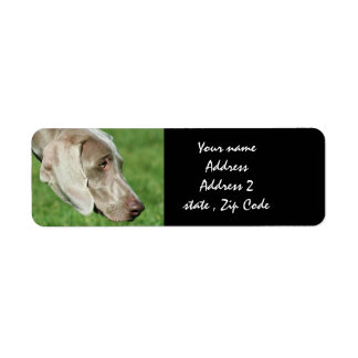 Weimaraner