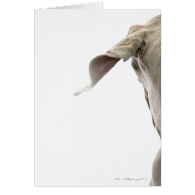 Weimaraner 2 (Devant)