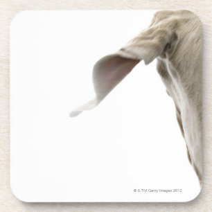 Weimaraner 2 coaster