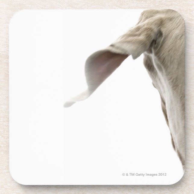 Weimaraner 2 coaster (Front)