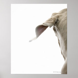 Weimaraner 2 poster