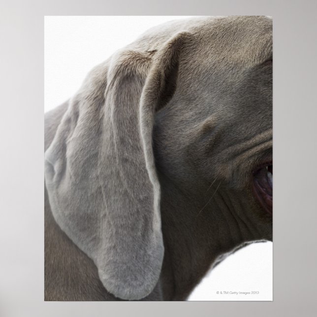 Weimaraner 3 poster (Front)