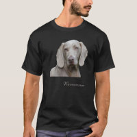 Weimaraner Beautiful Weimaraner Hunting Dog