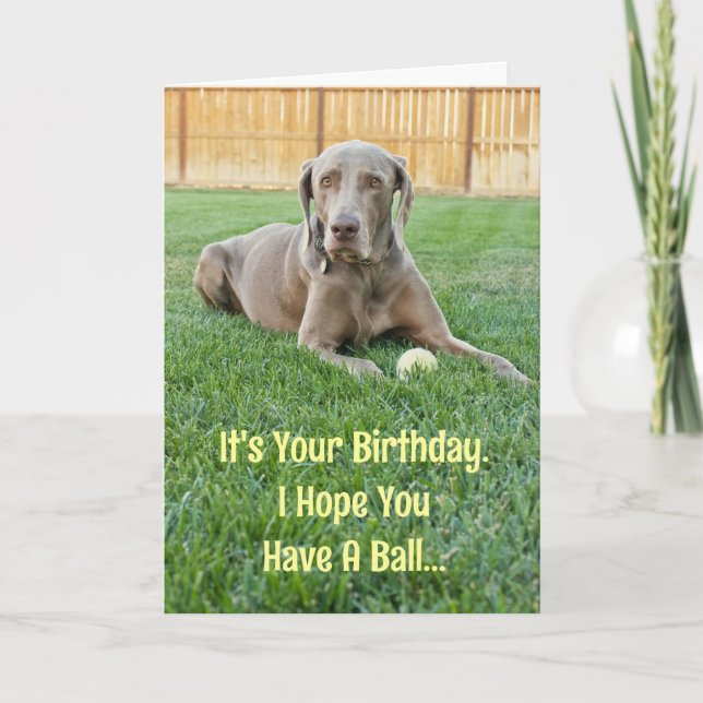 Weimaraner Birthday Card (Front)